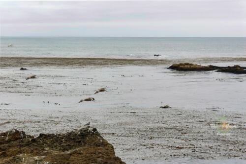 bigsure-Point-lobos-o4-wm