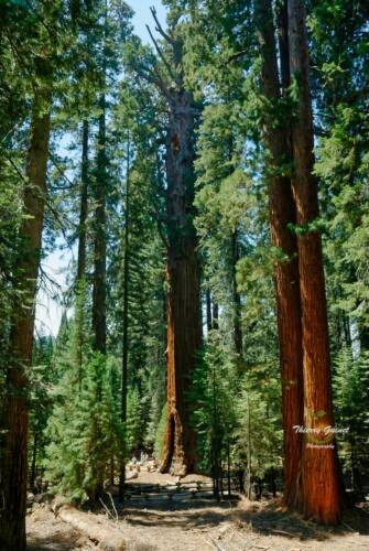 sequia-p-o2macro-ls-wm