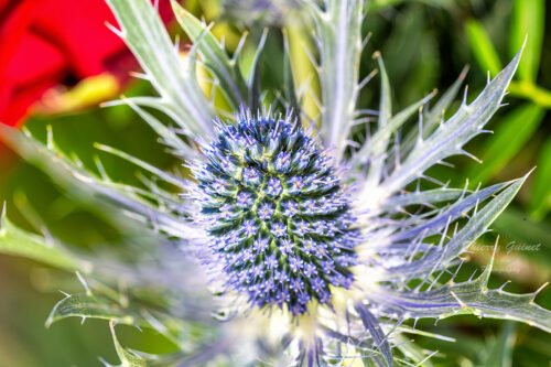 0012macro-ls-wm-071125